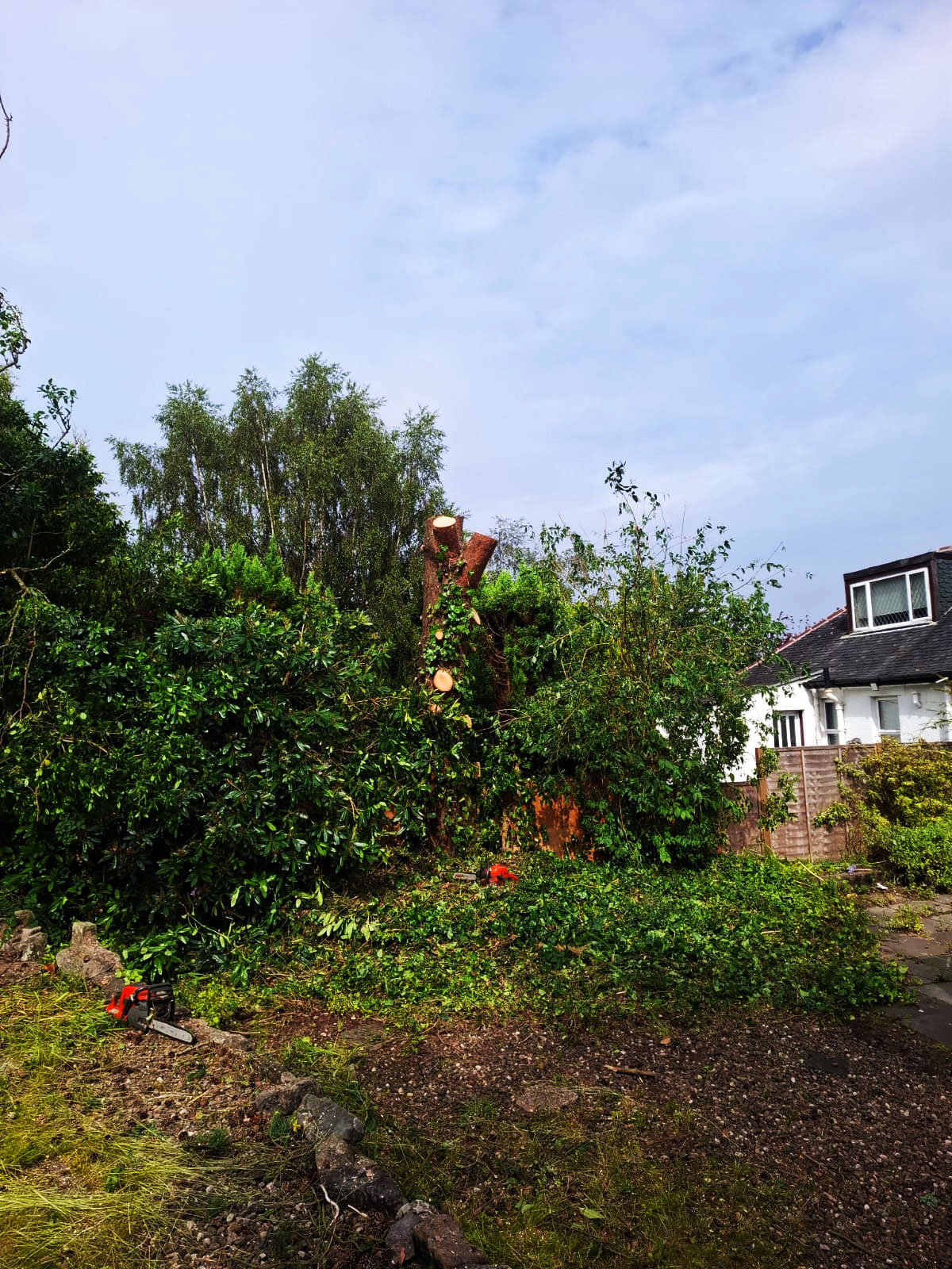 Cut down tree with red bag