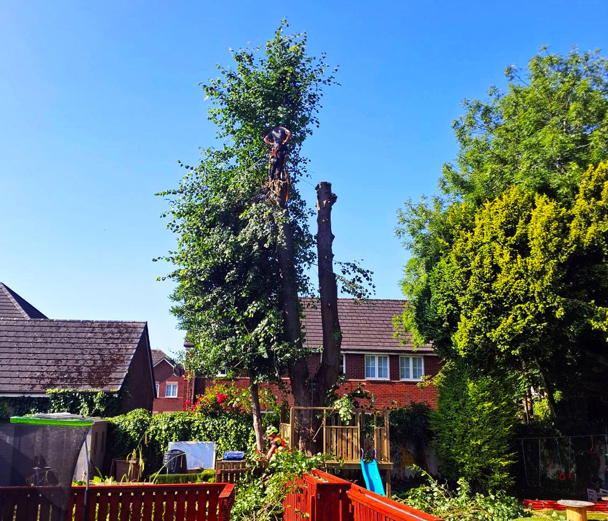 Tree being cut down