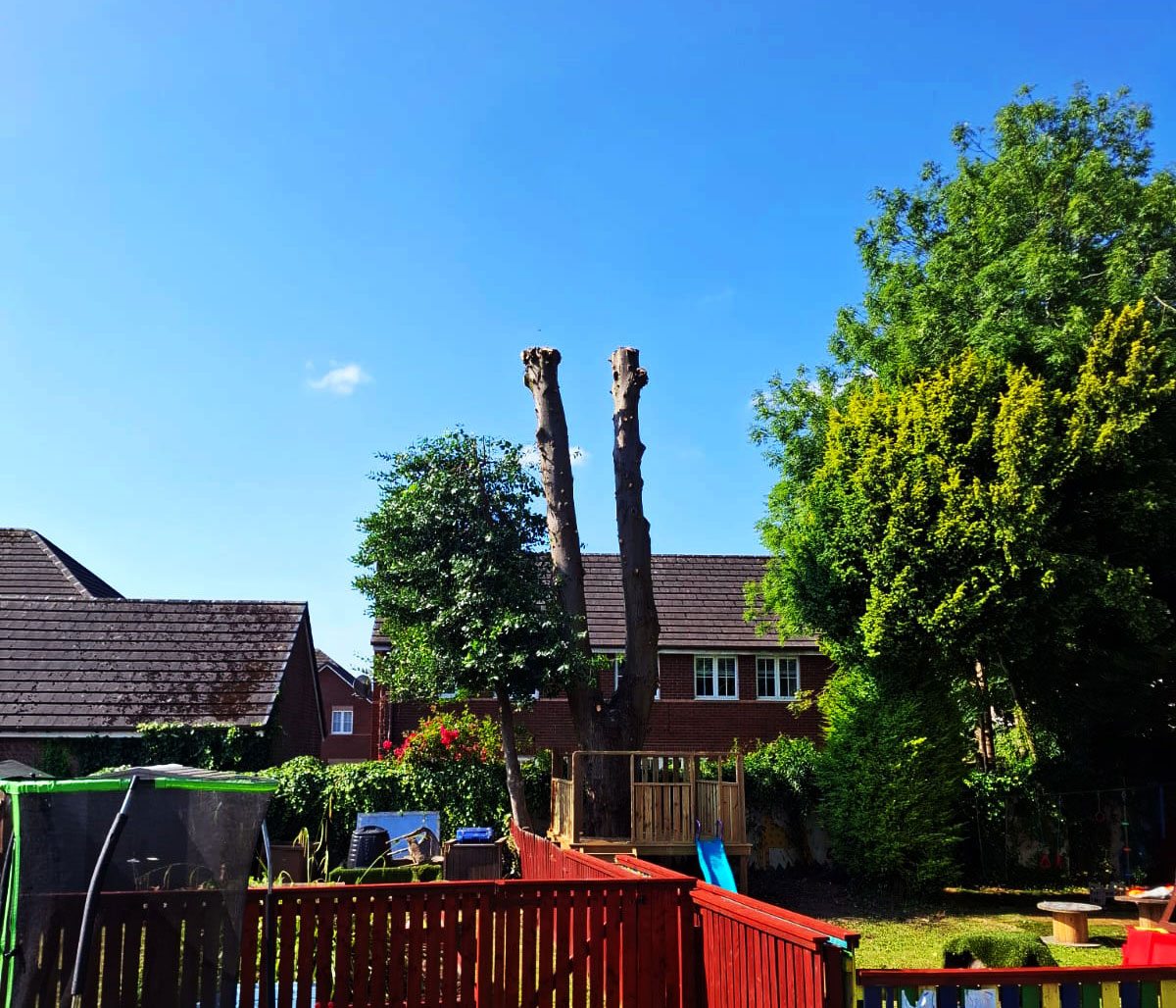 Cut down tree