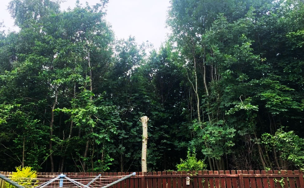 Cut back tree behind fence