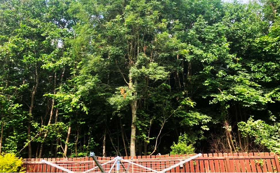 Trees behind fence with washing line