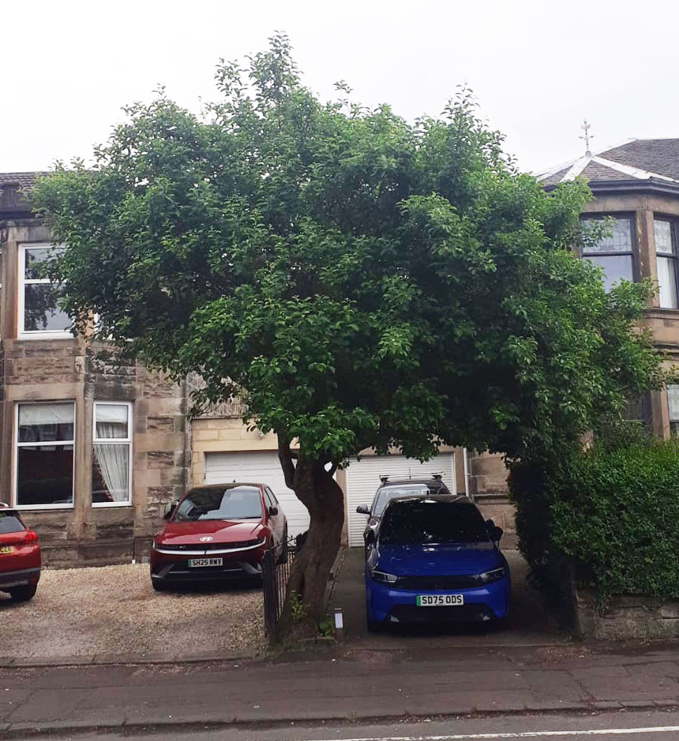 Tree in front of house with car beneath