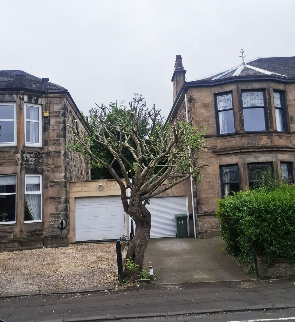 Tree in front of house that has had branches cut back