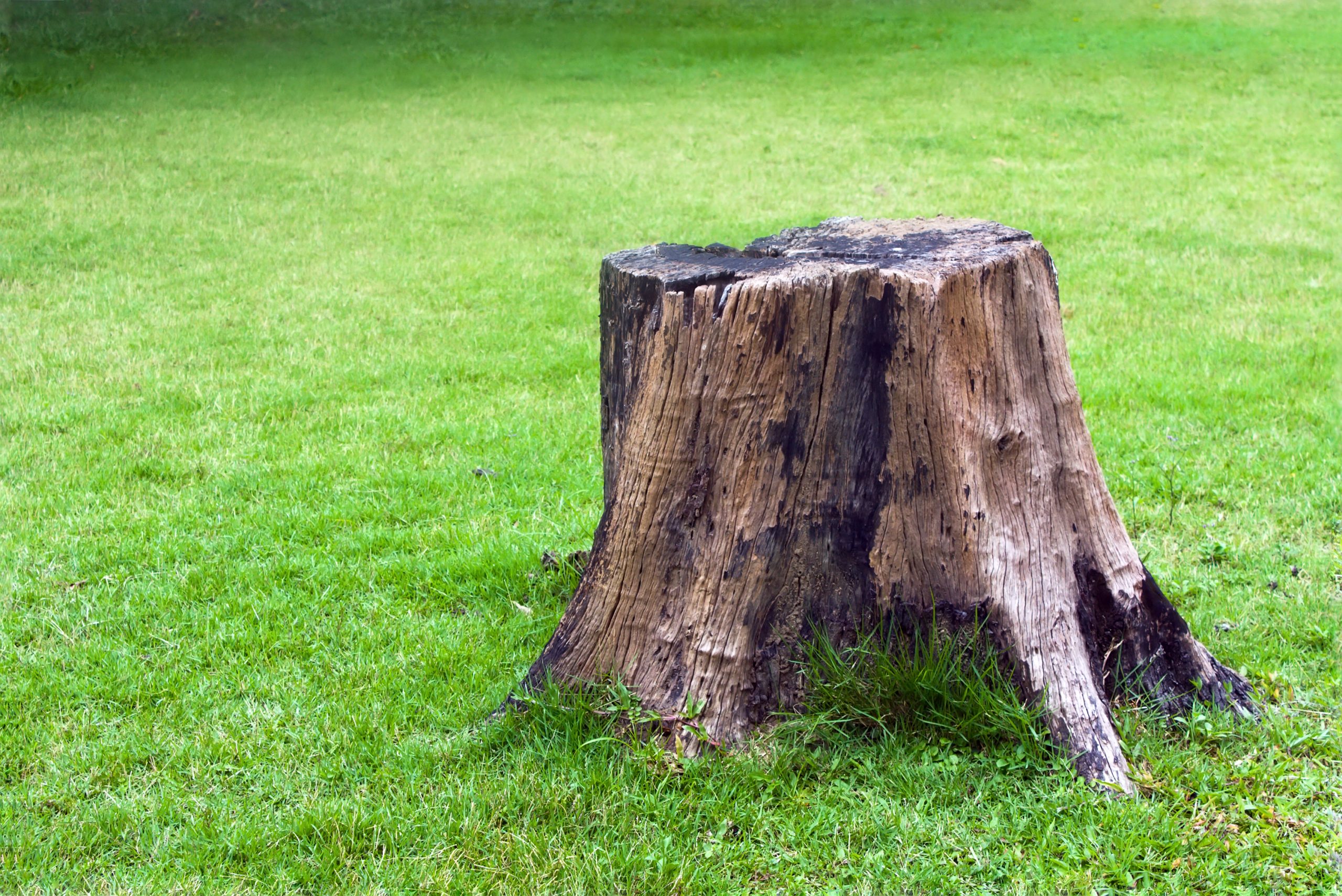 Stump on green grass. Stump lying on the grass